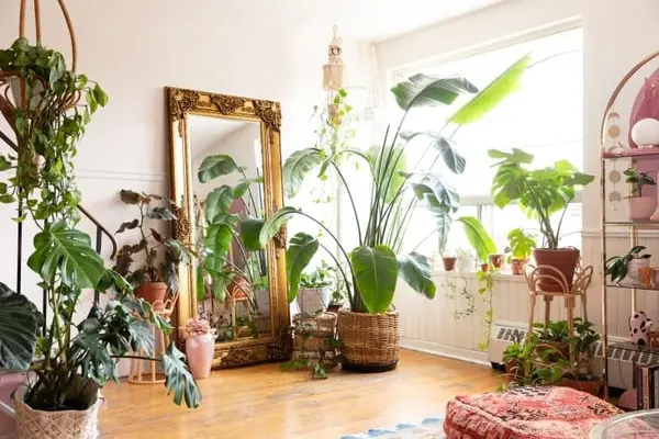 Houseplants For The Win,Drake Cruz