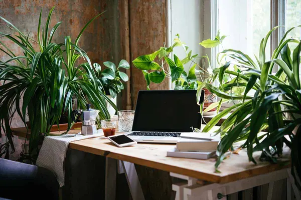 More Than Décor: Why Houseplants Belong in Your Home