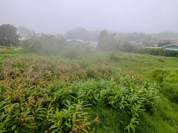 64-5296 NOEKOLO ST, Kamuela, HI 96743