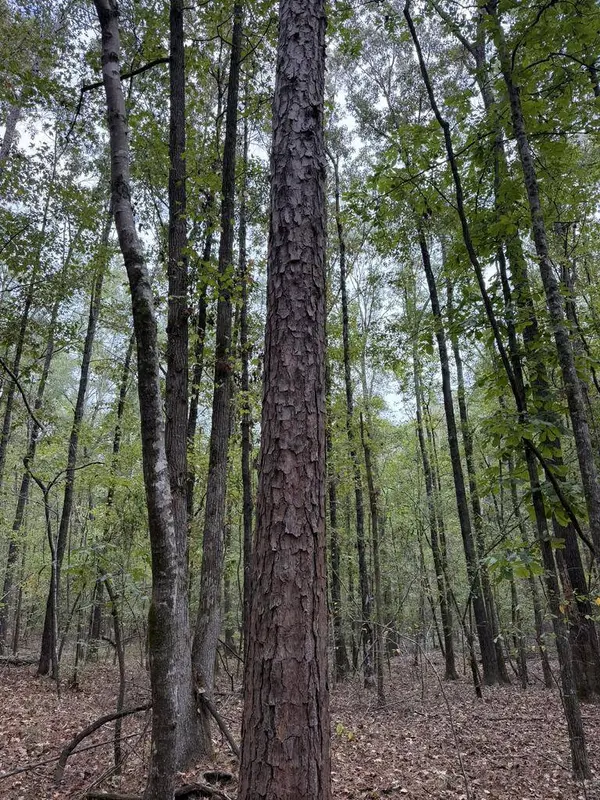 TBD Highway 315, Water Valley, MS 38965