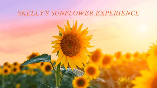 Before Summer Slips Away, Make Time for Skelly's Sunflower Experience in Janesville