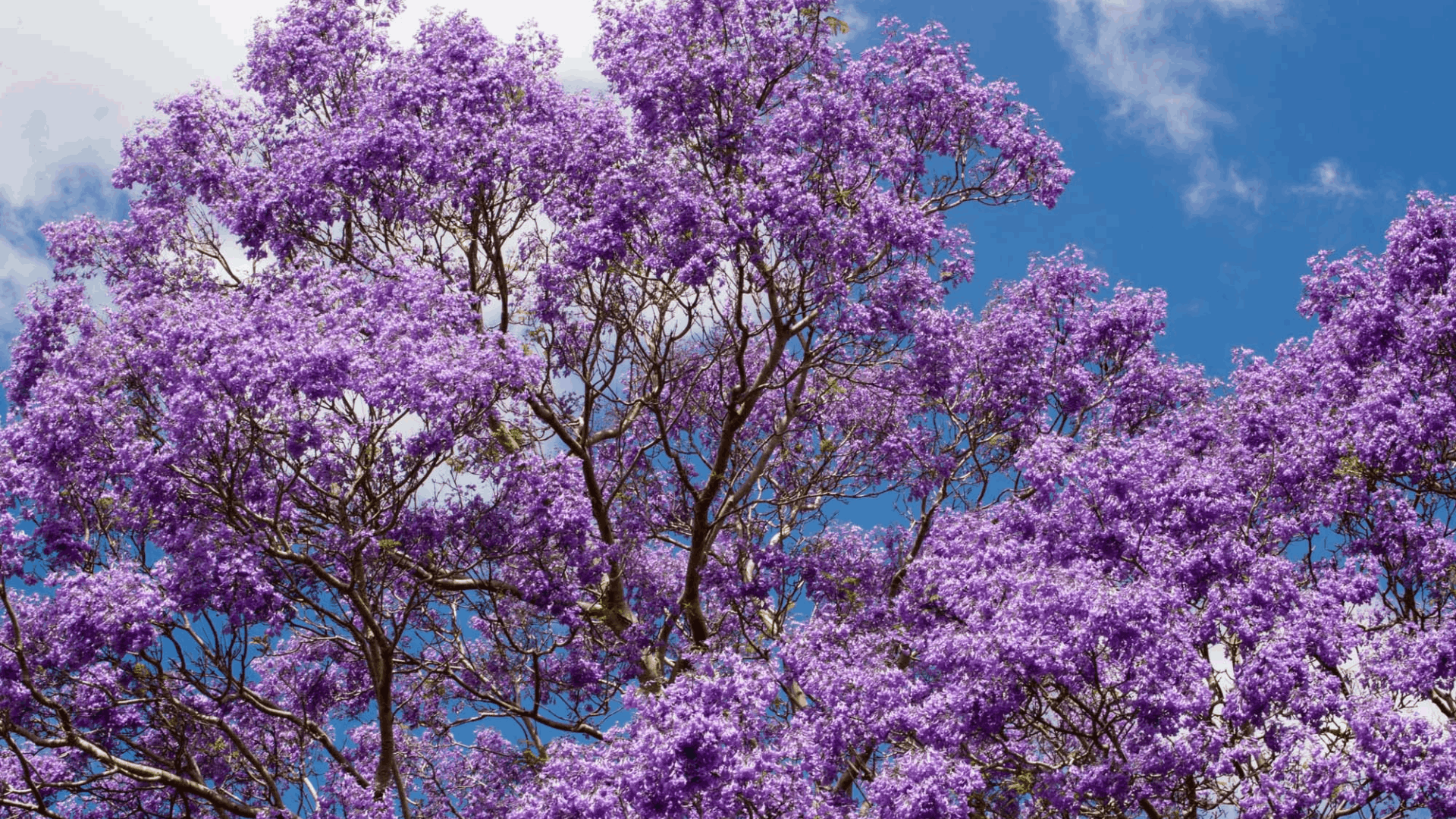 Untitled design (44)