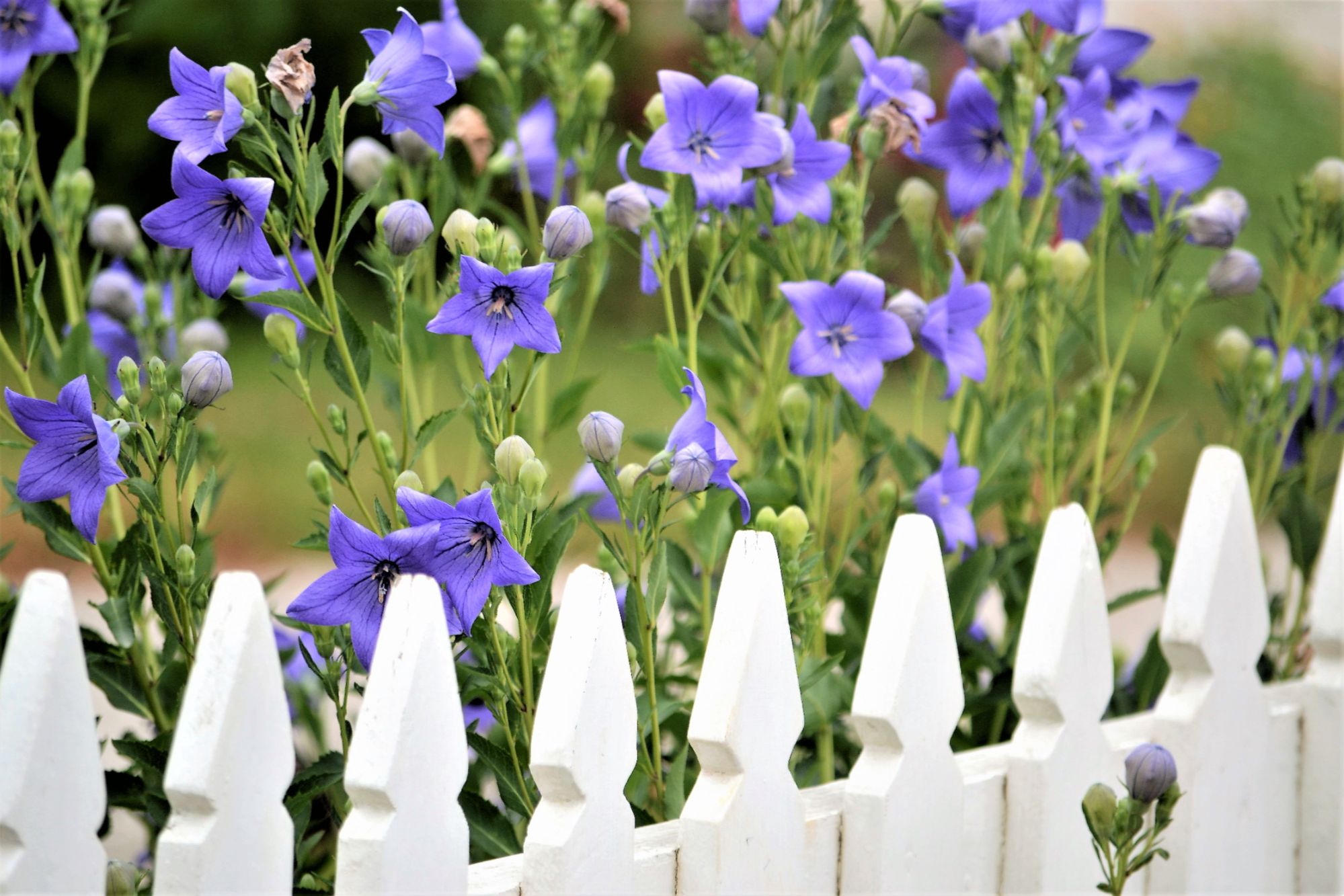 purple-flowers-and-white-picket-fence-2026-03-17-14-44-40-utc