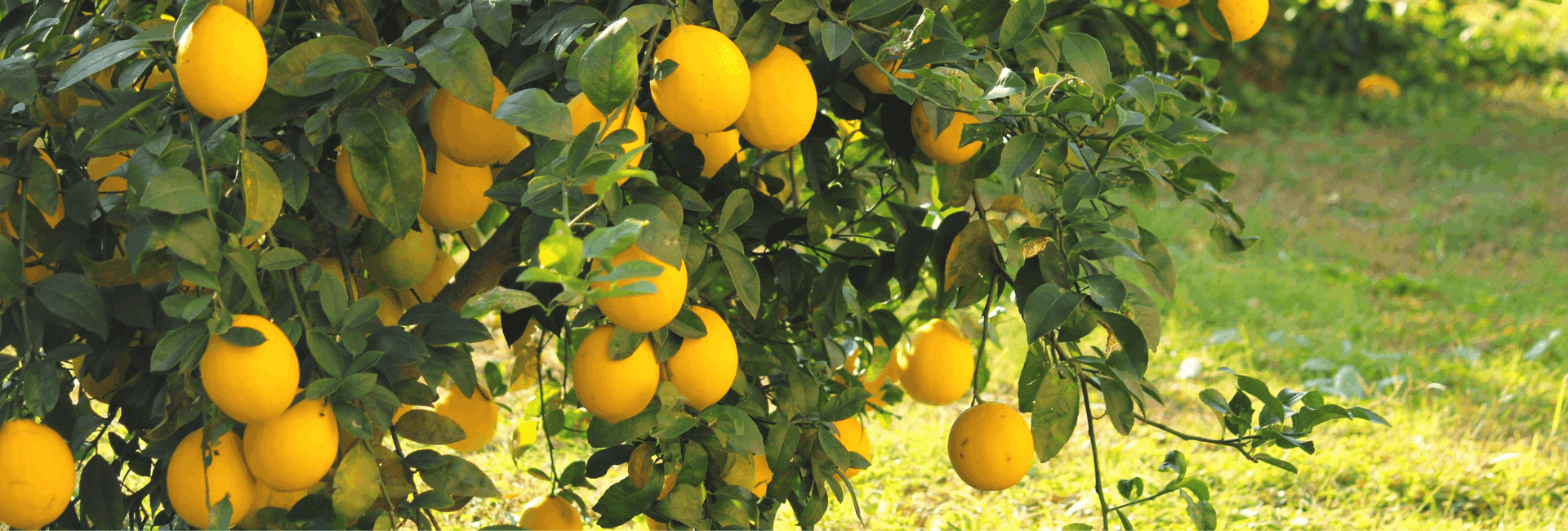 Untitled design - 2026-03-27T140910.740