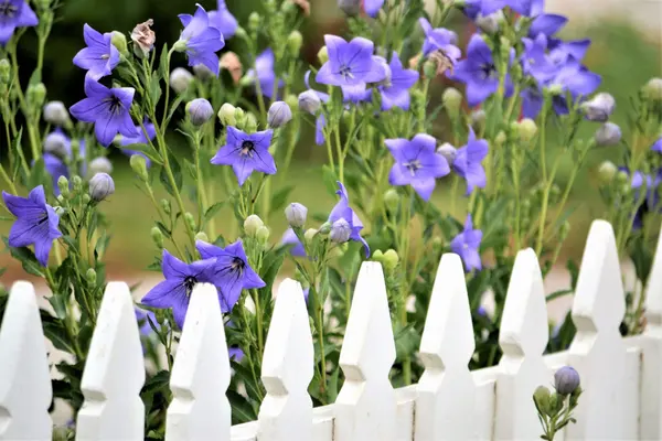 purple-flowers-and-white-picket-fence-2026-03-17-14-44-40-utc