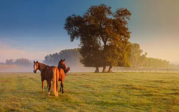 Luxury Meets Rural Living: Why Jupiter Farms Is One of Florida’s Most Unique Markets