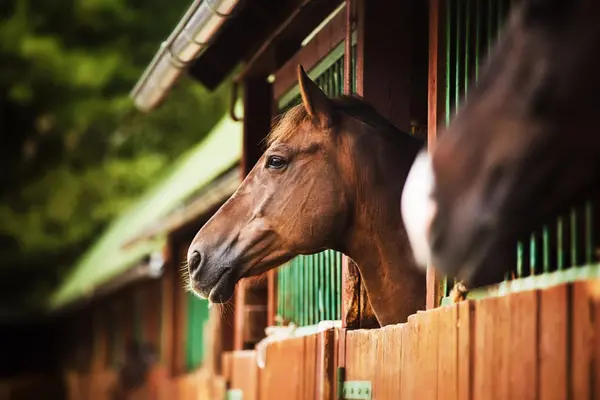 Buying Equestrian Property in Jupiter Farms