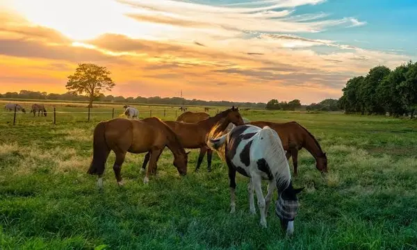 Can a Smaller Horse Property Work Better Than a Larger One? Quick Answer