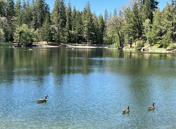 Private Lakes in the Twain Harte Area: What Buyers (and Renters) Actually Need to Know,Melissa Vallelunga