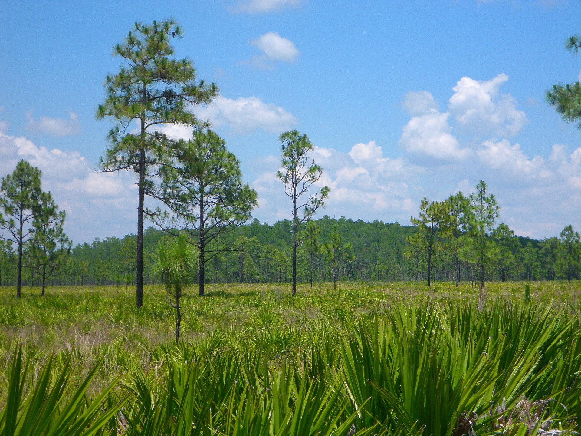 Cypress dome wetland at Starkey Wilderness Preserve