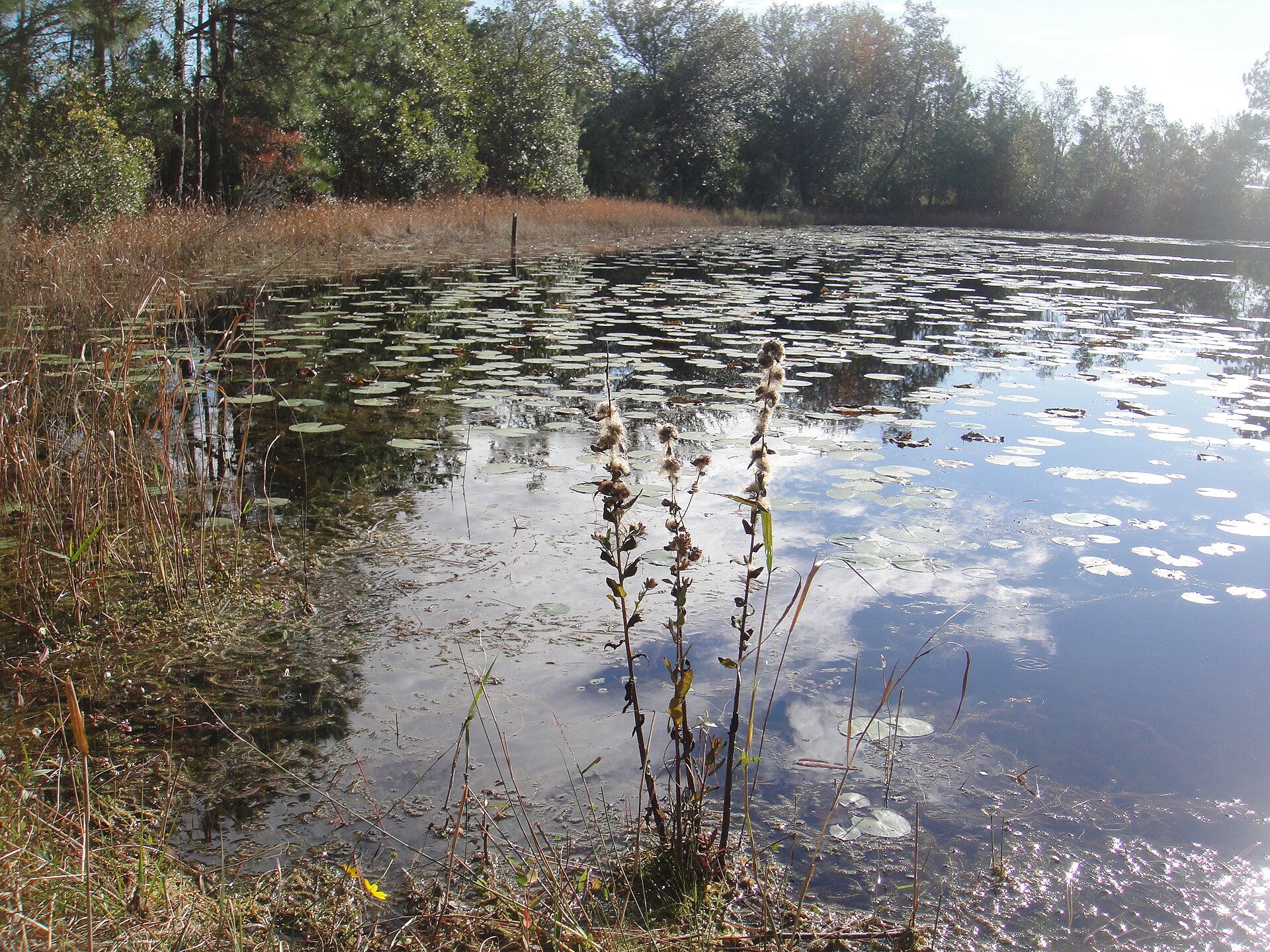Pond near the entrance to Cypress Creek Preserve in Land O' Lakes