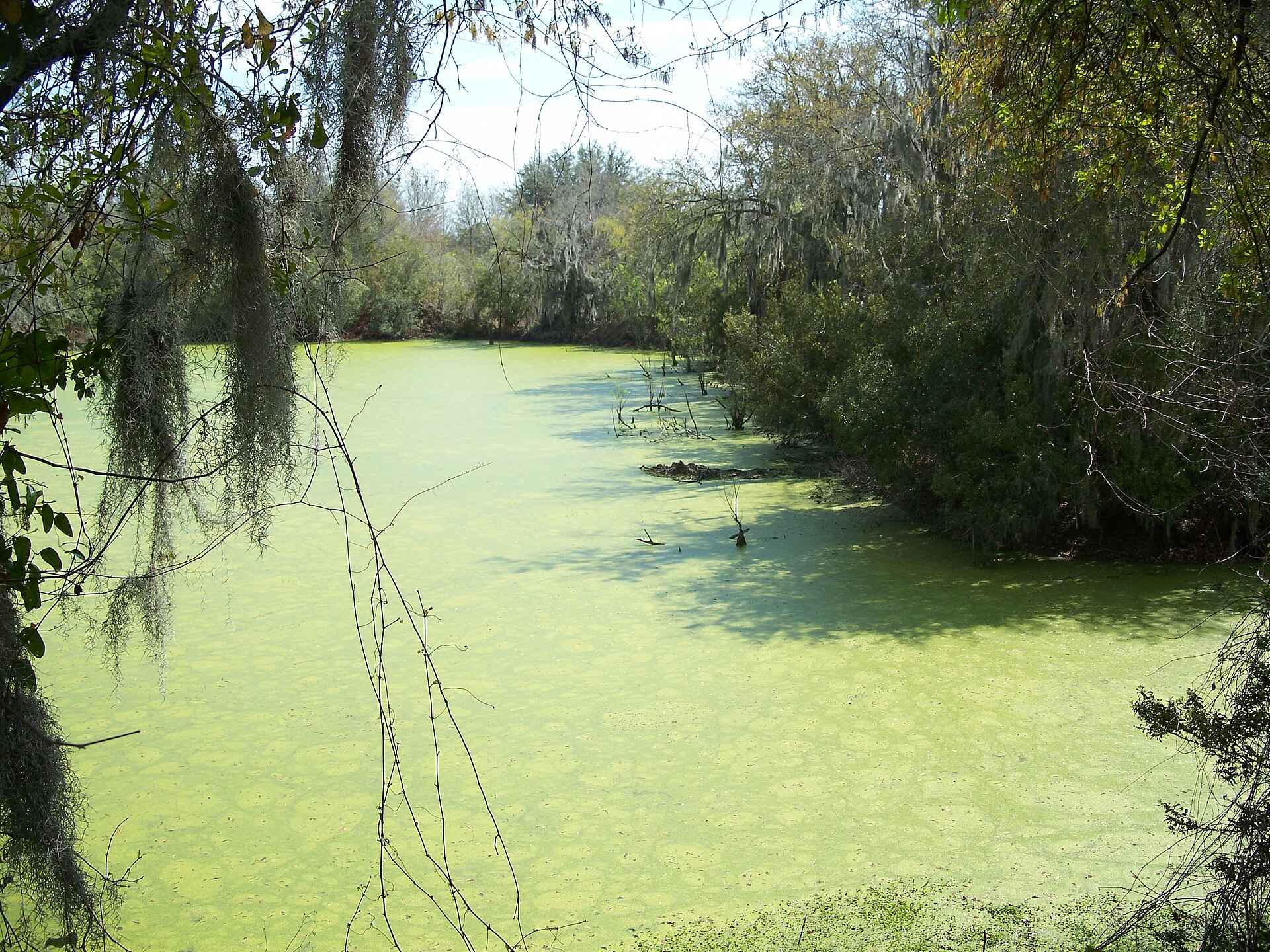 The Alafia River lined with trees at Alafia River State Park