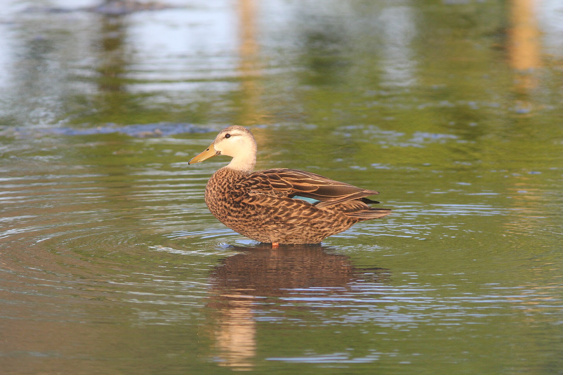 Mottled duck wading in a pond in Wesley Chapel