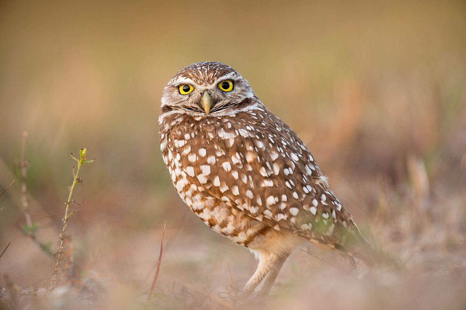 Florida burrowing owl, Cape Coral's official city bird, standing in grass