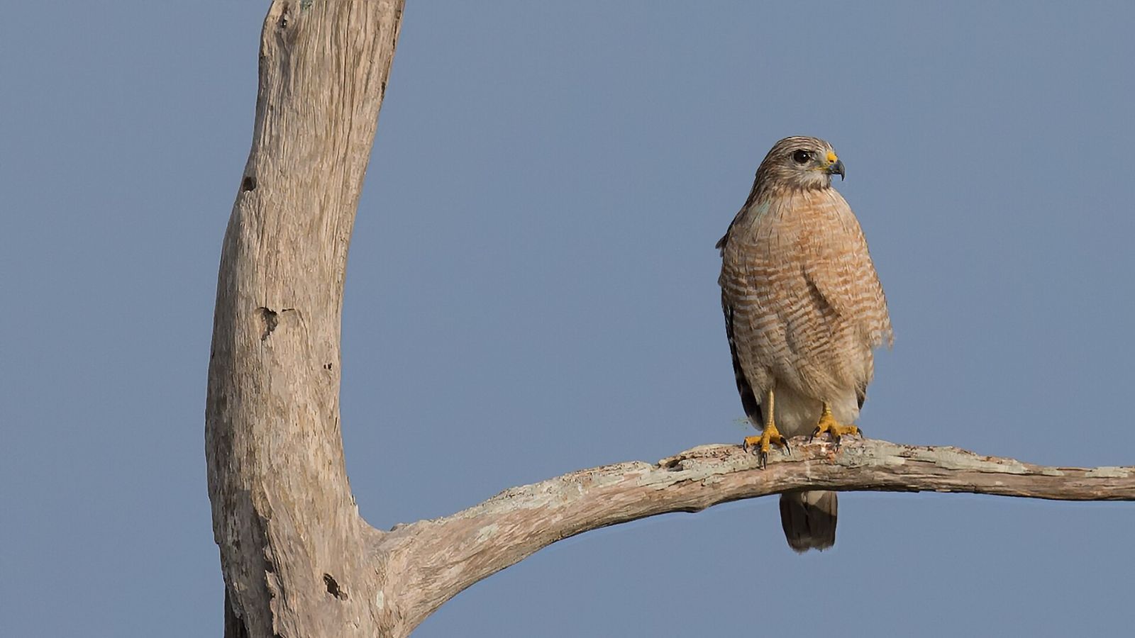 A red-shouldered hawk perched on a branch at Estero Bay Preserve