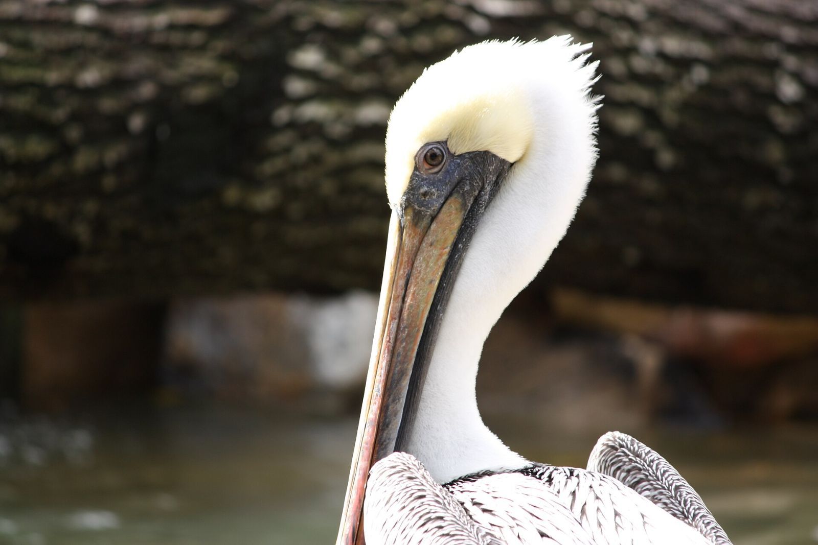 Close-up of a brown pelican in Punta Gorda, Florida