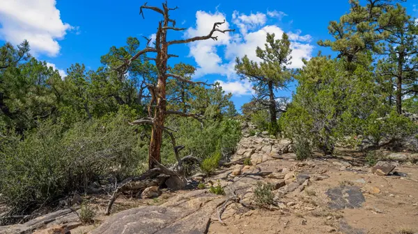 Pickney Rd, Rye, CO 81069