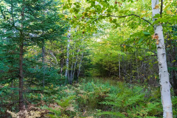 10 Acres on E White Birch Rd, Port Wing, WI 54865