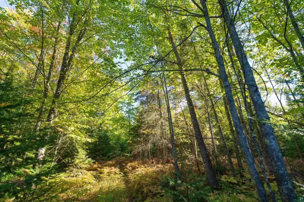 10 Acres on E White Birch Rd, Port Wing, WI 54865
