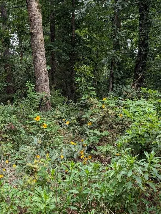 Buckden Ln, Bella Vista, AR 72715