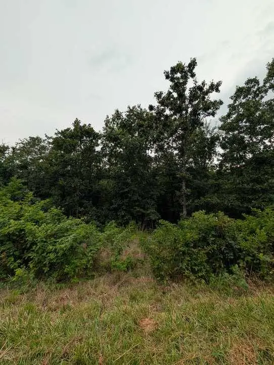 Selkirk Dr, Bella Vista, AR 72715