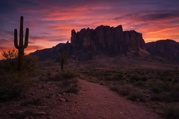Desert sunset with saguaro cacti