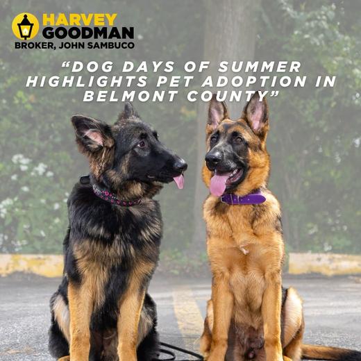 Dog Days of Summer highlights pet adoption in Belmont County