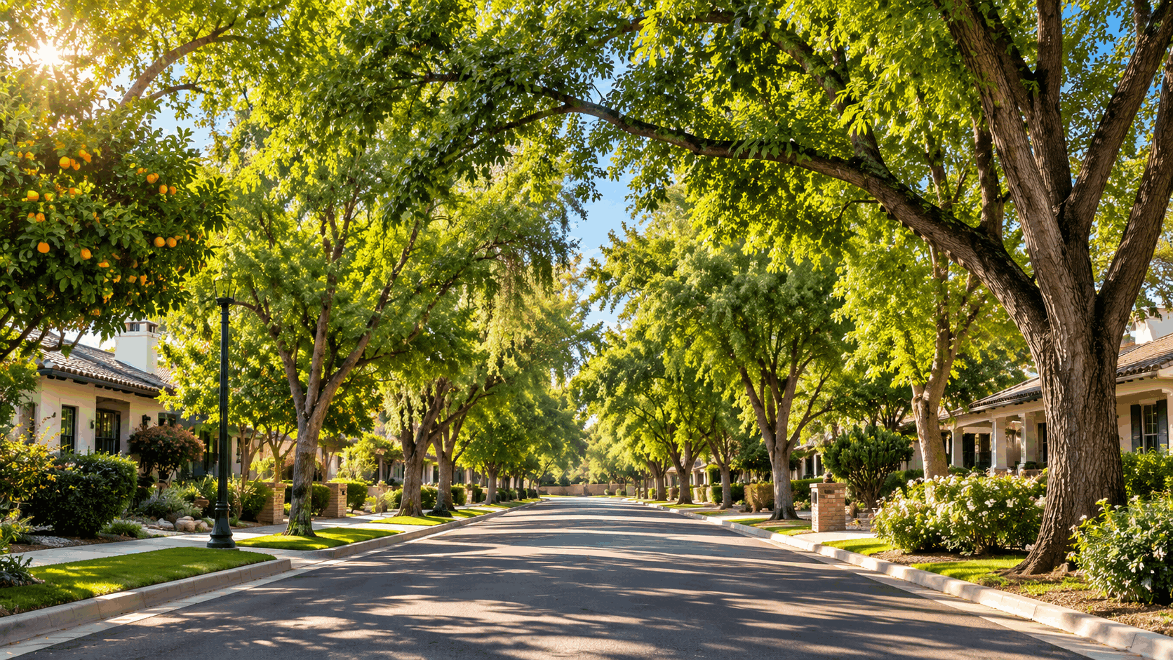 Illustration of a mature citrus tree canopy over a quiet residential street