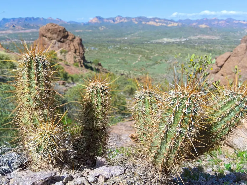 Moving to Arizona: Which East Valley City Is Right for You?