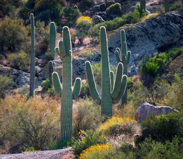 Moving to Mesa or Apache Junction AZ: 2026 Relocation Guide