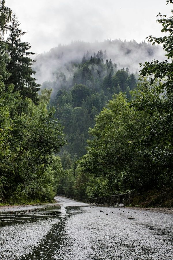 Rain-soaked country road lined with trees in the Nevada County foothills