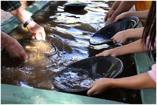 Gold-Panning-in Nevada County