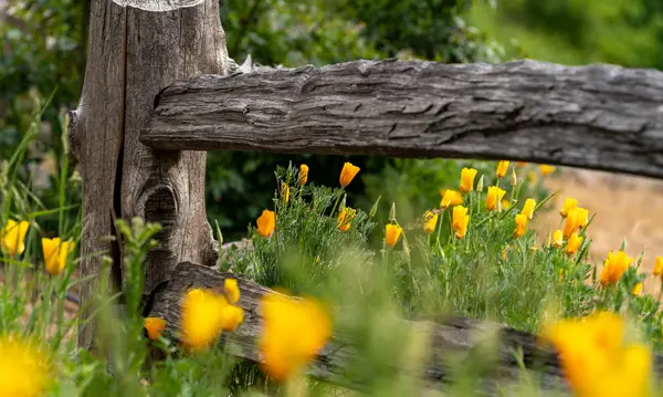 Penn Valley vs. Alta Sierra: Which Sierra Foothills Lifestyle Fits You