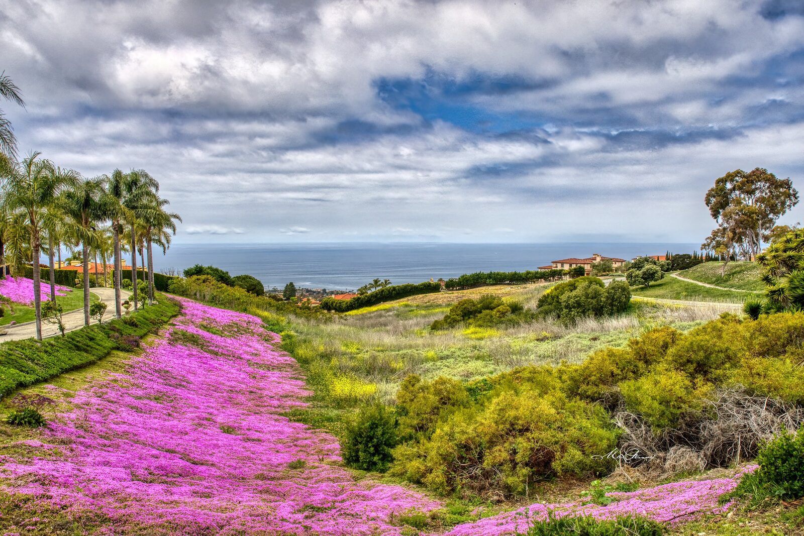 Palos Verdes Estates hillside with ocean views and spring wildflowers