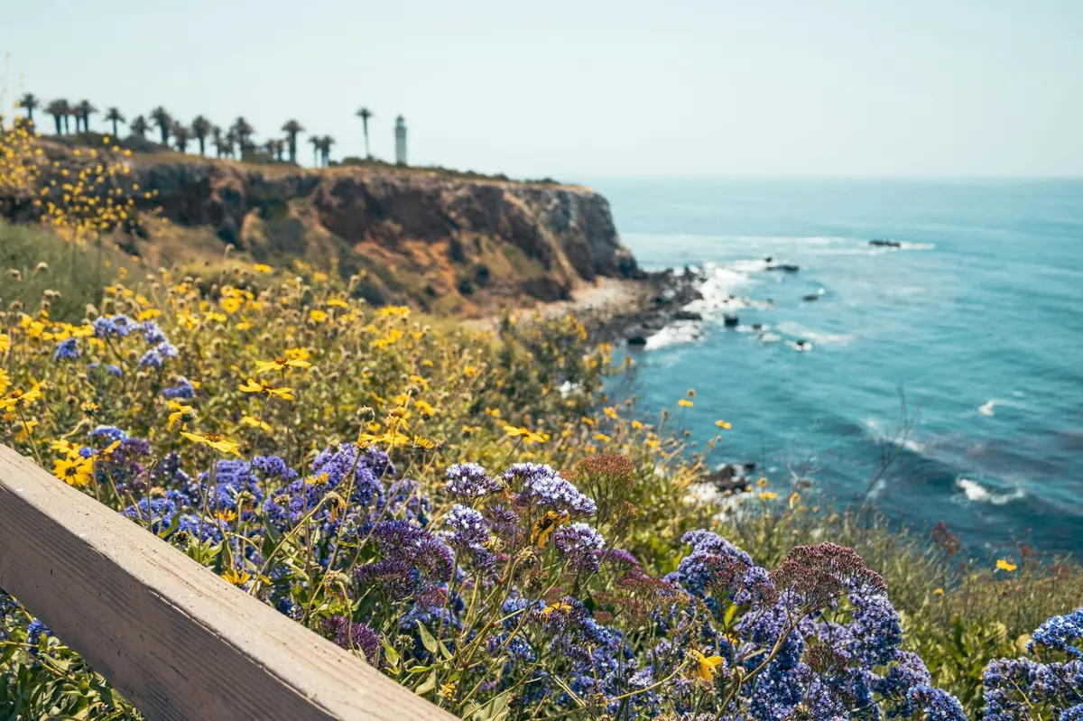 Point Vicente Lighthouse seen from the wildflower covered bluffs of Point Vicente Park, Rancho Palos Verdes