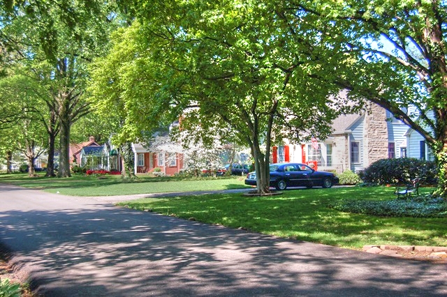 Tree_Lined_St_Matthews_Stree