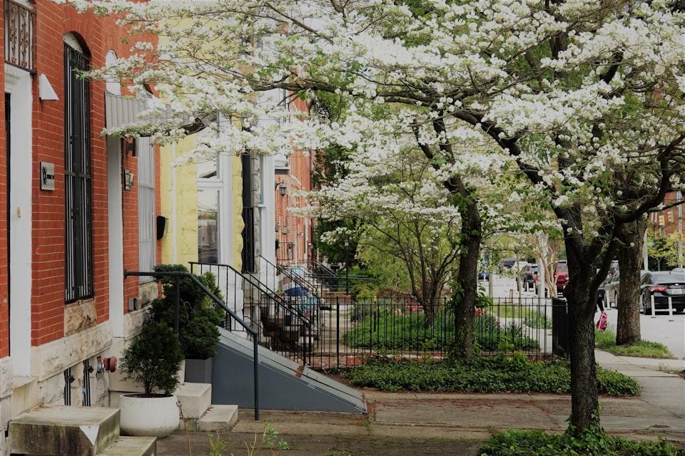 A street with small houses and flowering trees.