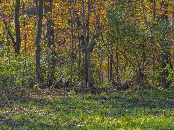 22880 Misslich Drive, Richland Center, WI 53581