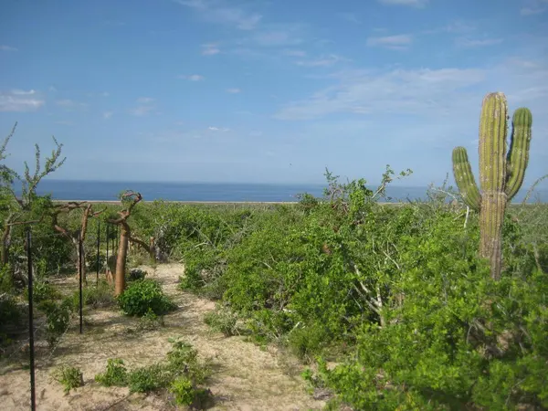 calle sin nombre Las Playitas Lots 4 &5, Pacific, BCS