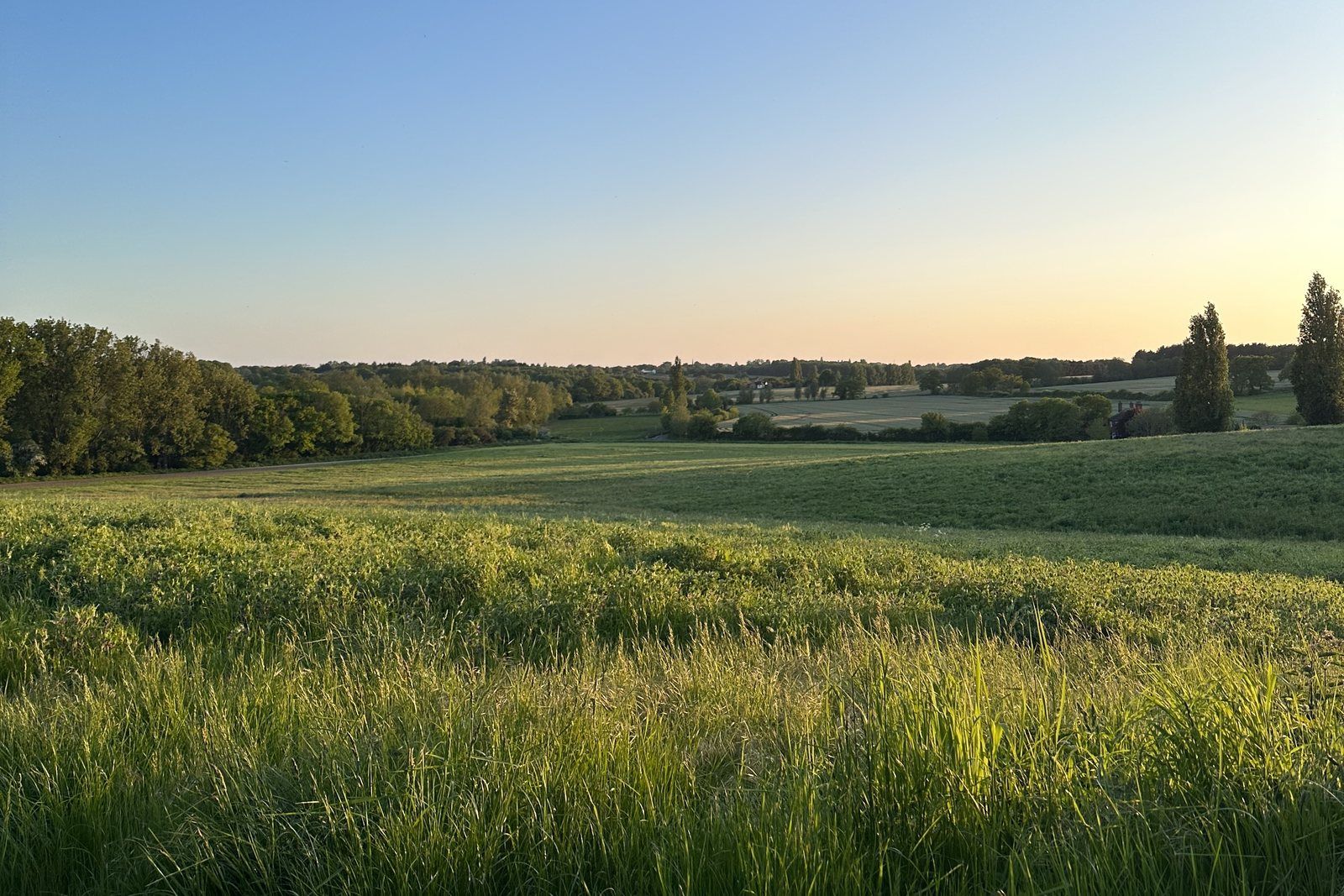 Open pasture at dusk