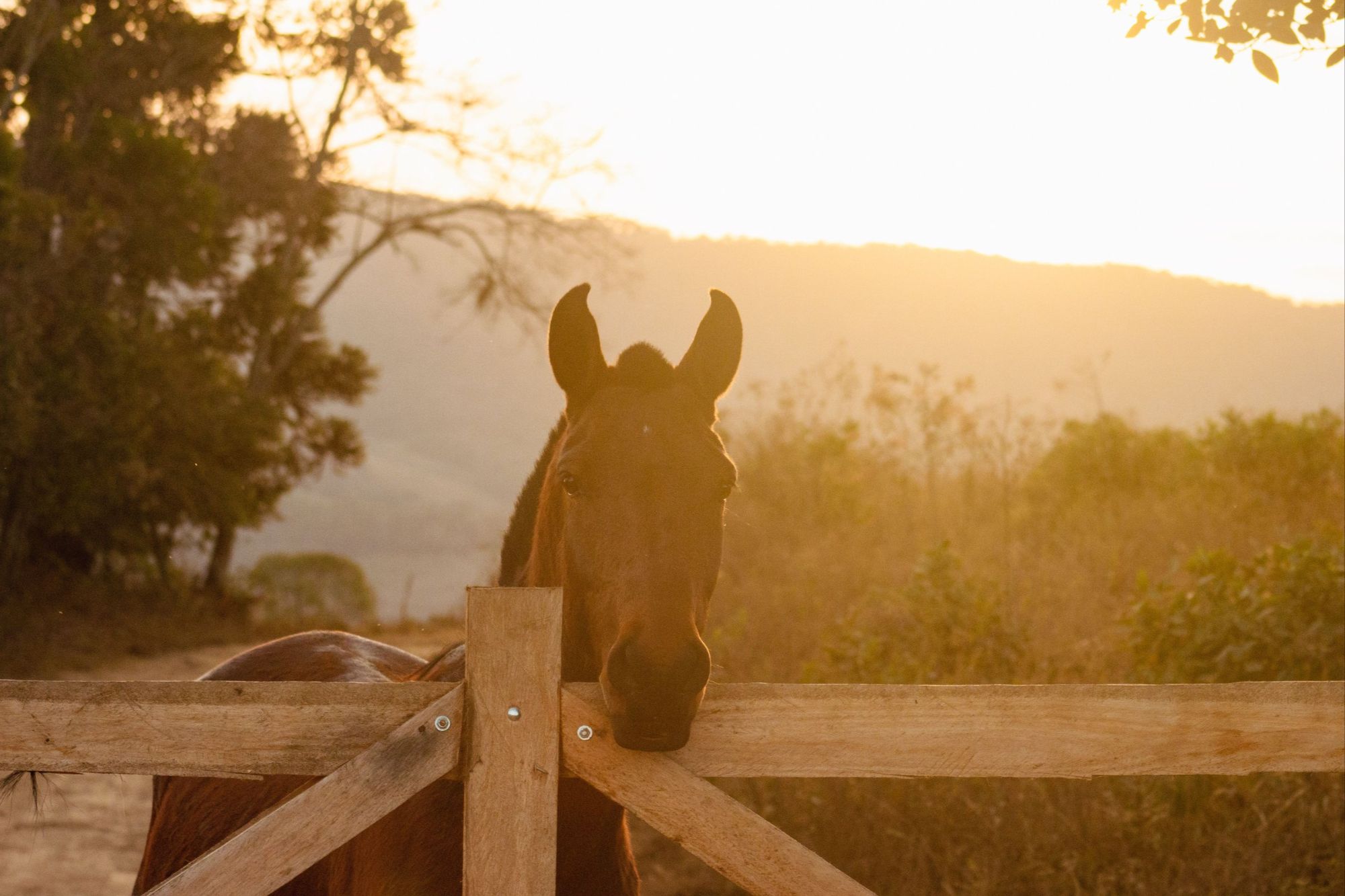 Horse resting its head on a wooden gate at sunset