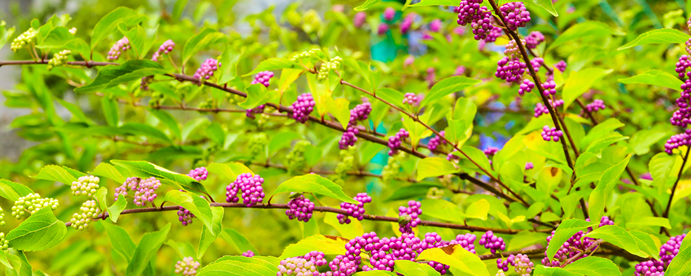 Close-up look at a beauty berry plant with clusters of bright purple berries