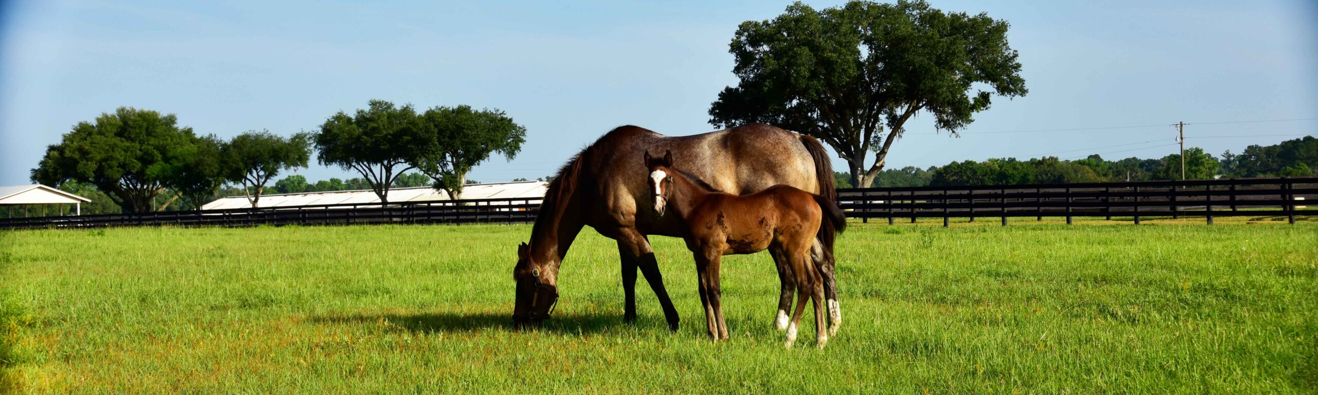 Mare and foal grazing on Bridlewood Farm