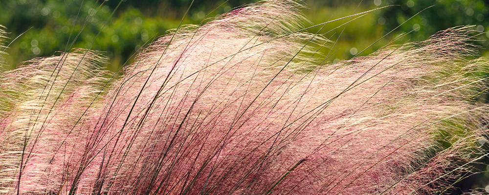 Muhly grass in a field, showing the fluffy texture of the white and pink plant when fully grown.