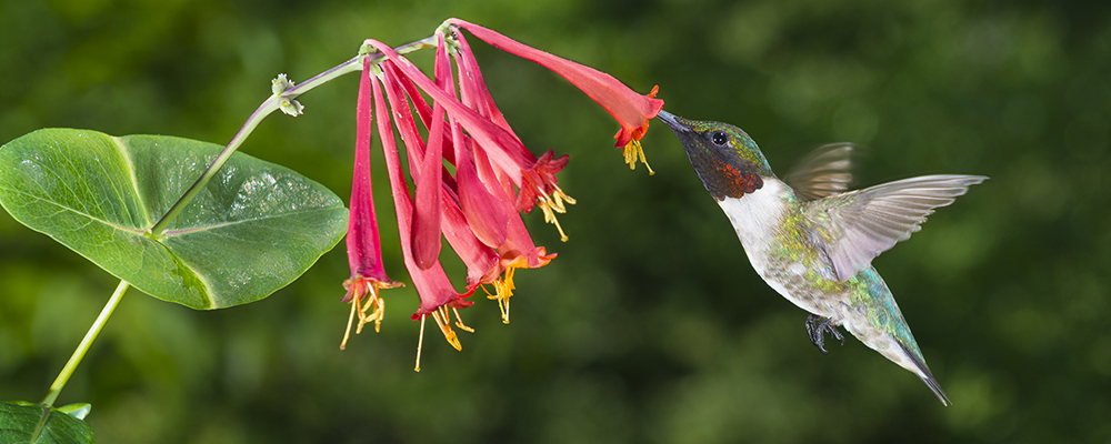 A coral honeysuckle being visited by a hummingbird.