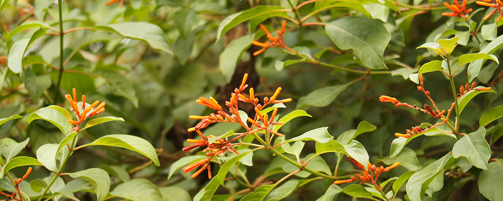 Close-up look at a native fire bush plant