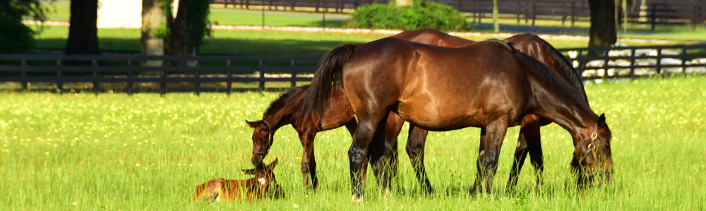 Two mares and a foal grazing at Ocala's iconic Bridlewood Farm.