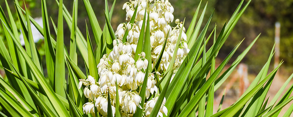 A yucca plant in full bloom with white, bell-shaped flower clusters.