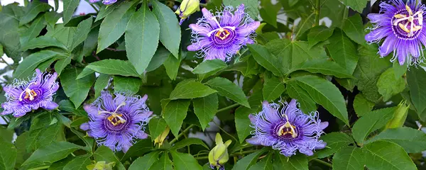 feature image of Heat Resistant &amp; Beautiful | 6 Native Florida Plants for Gardens &amp; Landscaping