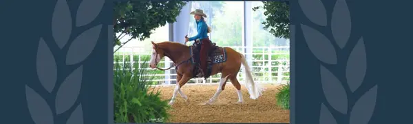 feature image of The World Equestrian Center's Western Shows - September 2026